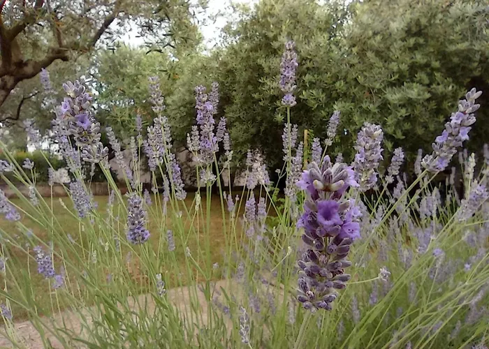 דירה Anica פולה